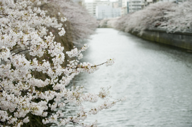 着物で桜のお花見人気スポット目黒を散策♡目黒雅叙園で楽しむ春限定「着物ランチプラン」