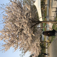 さとみ