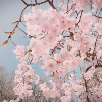 ゆり