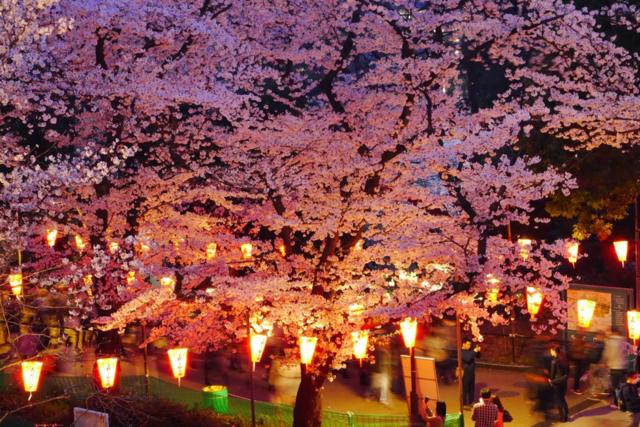 O-Hanami Festival