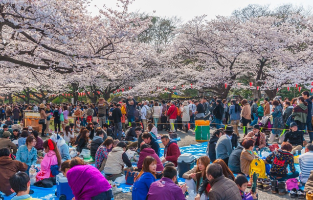 SakuraFest at the JCCC2025