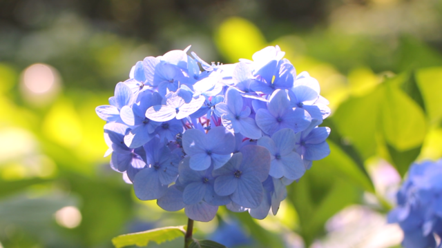 閉園間近の「としまえん」でお得な撮影サービス♡メリーゴーランドなどかわいいスポットで記念写真！