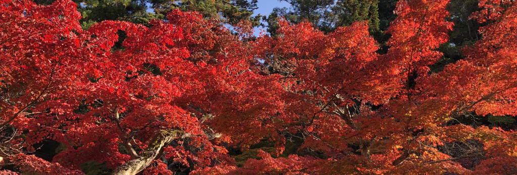伶伊
