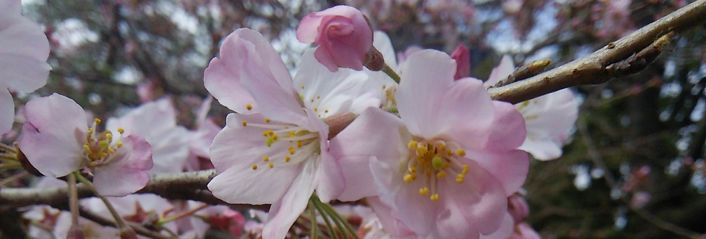藍葉おと
