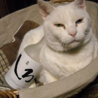 はにゃ