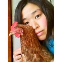 鶏迦